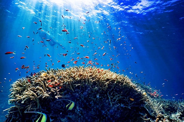 Coral Reef Snorkeling in Eilat